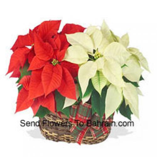 Belas poinsettias vermelhas e brancas em cesto